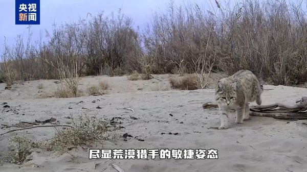 华力网 惊喜！塔克拉玛干沙漠腹地记录到亚洲野猫影像
