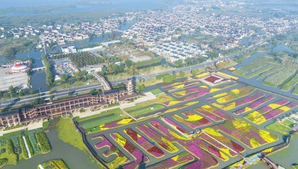 驰牛配资 江苏兴化：千垛菊花开 水乡秋意浓